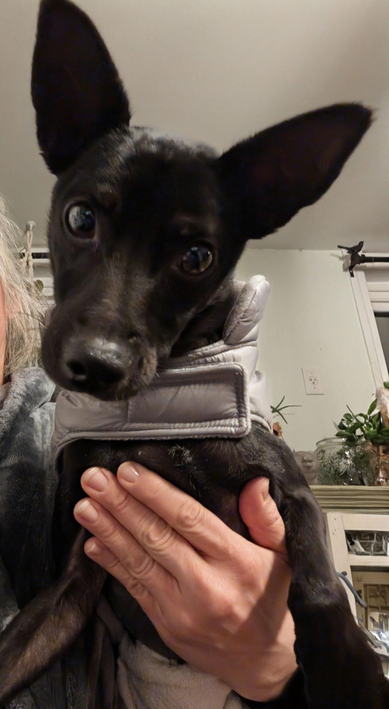 Enlarge Nox, a Adoptable Miniature Pinscher in Blackwood, NJ image 3/3