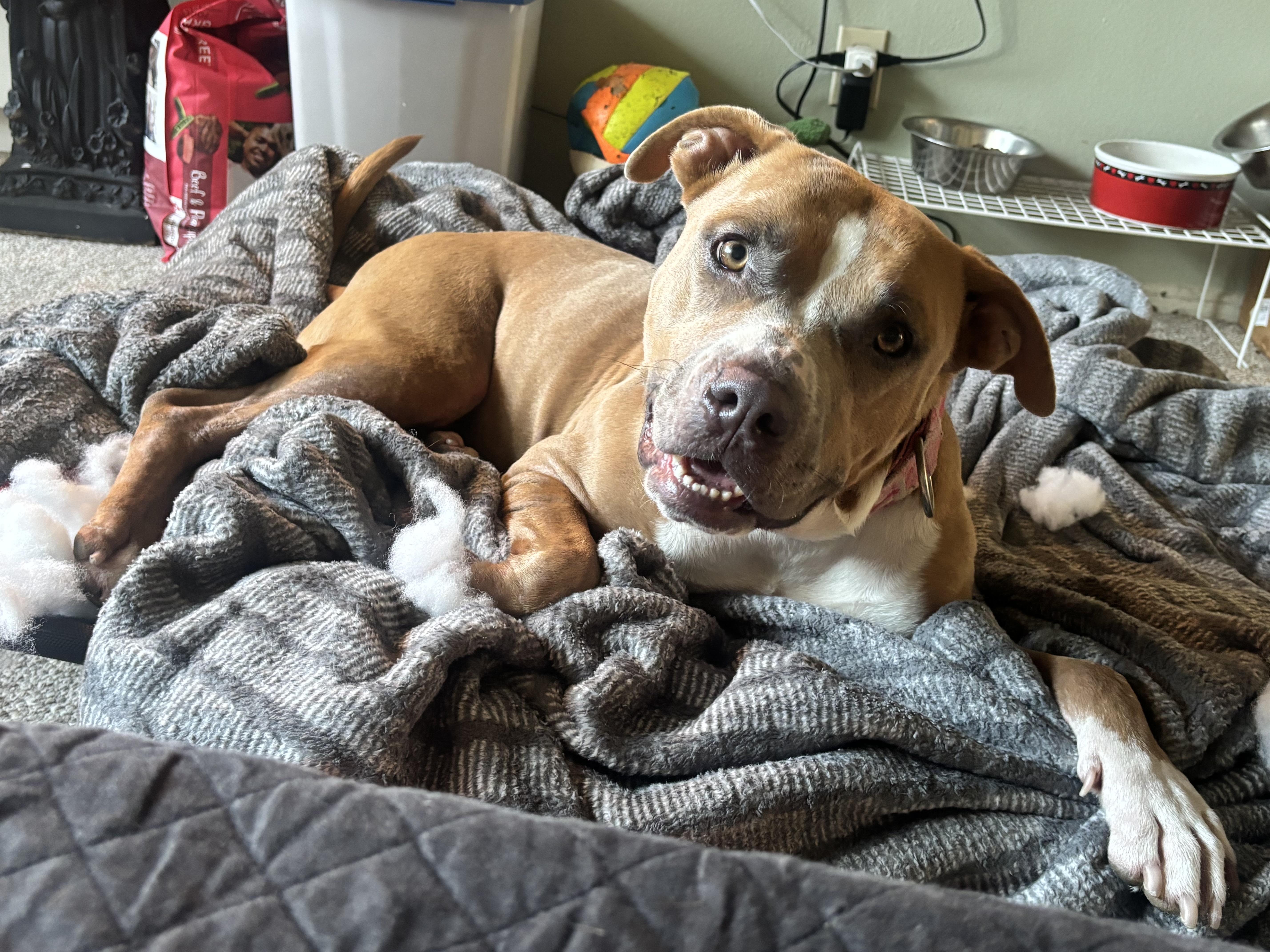 Enlarge Vixon, a Adoptable mixed breed in Whittier, CA image 3/6