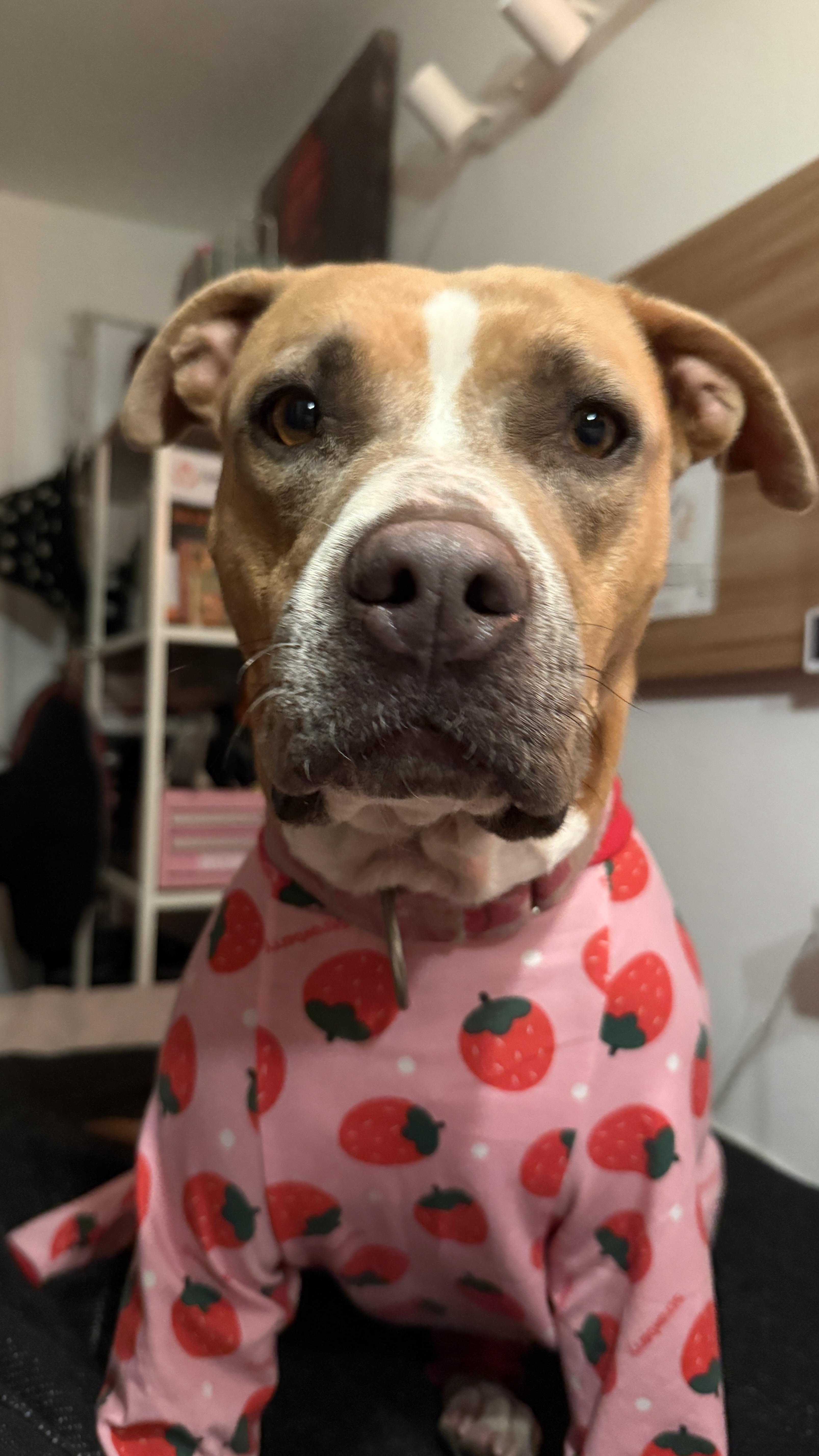 Vixon, Adoptable, Young Female American Bully.