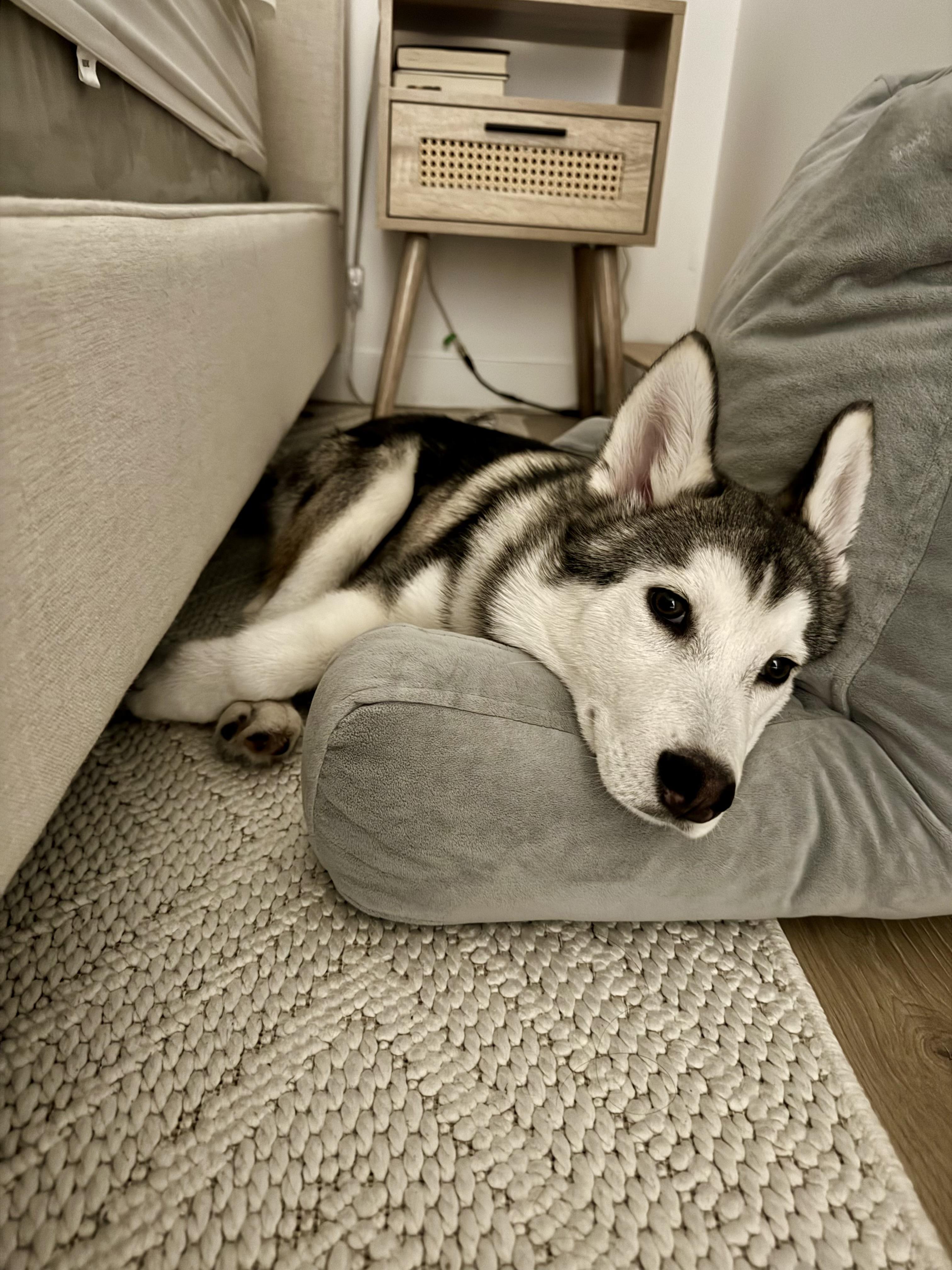 Enlarge Skittles, a Adopted Siberian Husky in South Pasadena, CA image 1/6