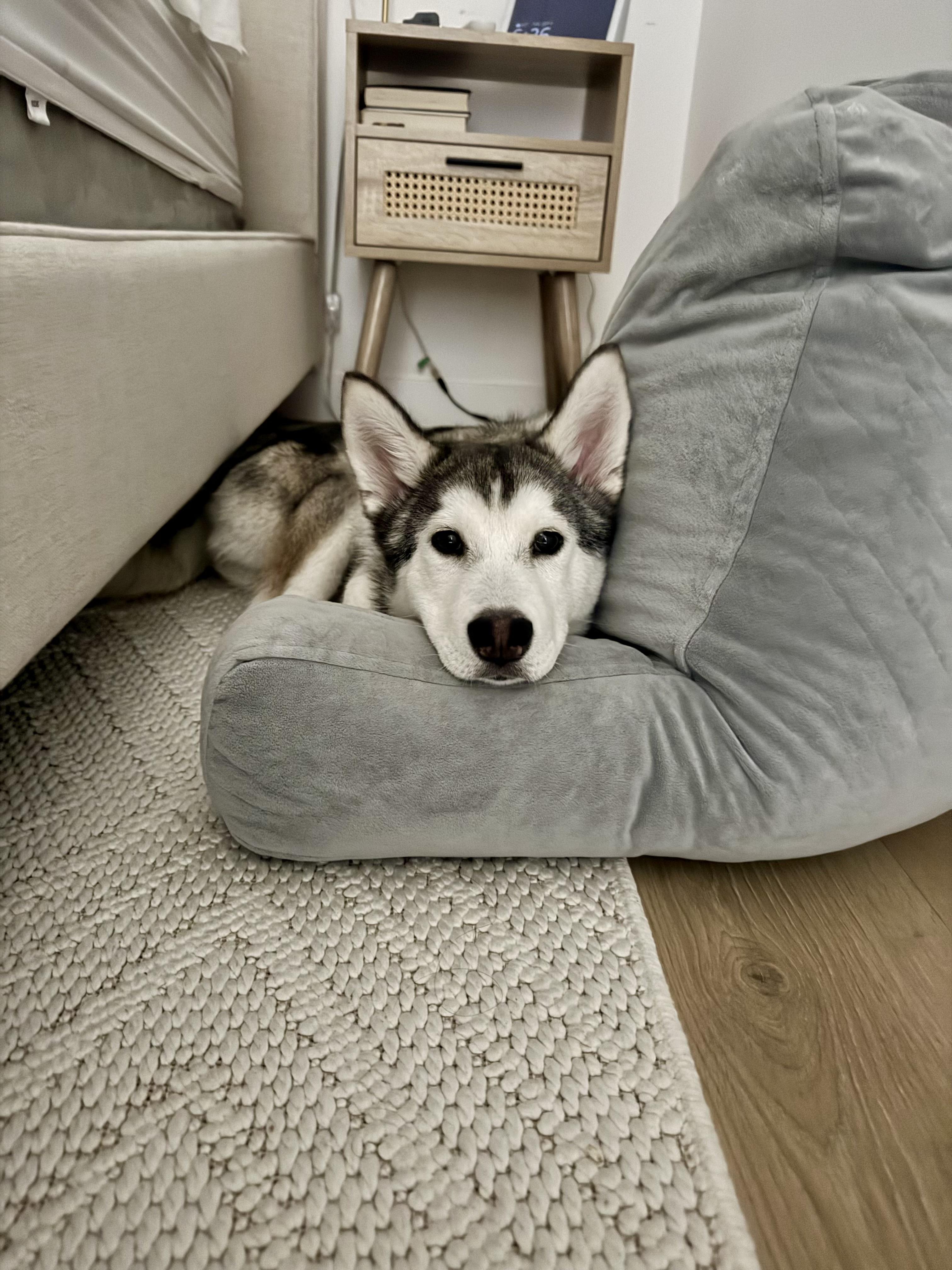 Enlarge Skittles, a Adopted Siberian Husky in South Pasadena, CA image 2/6