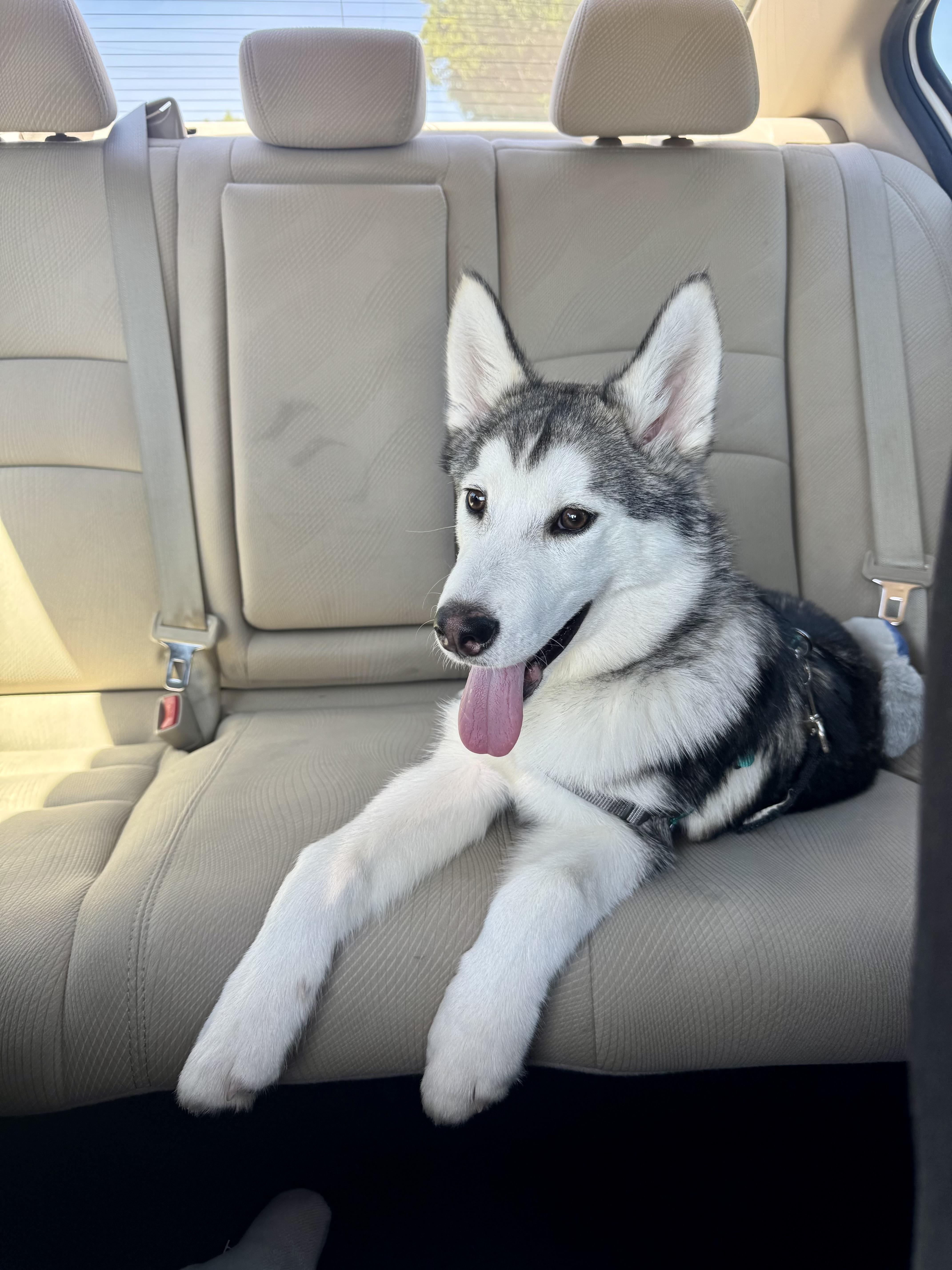 Enlarge Skittles, a Adopted Siberian Husky in South Pasadena, CA image 3/6