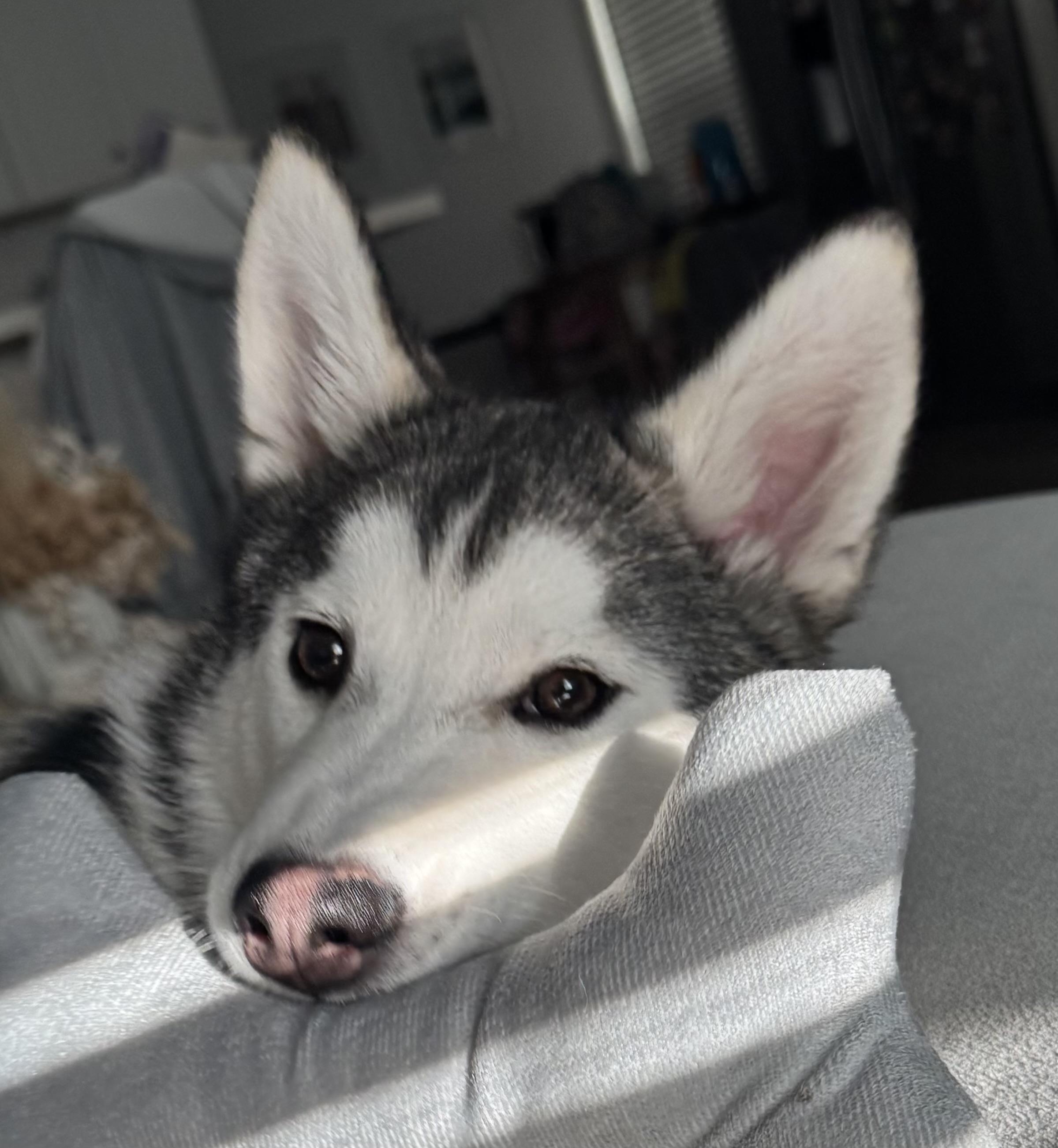 Enlarge Skittles, a Adopted Siberian Husky in South Pasadena, CA image 4/6