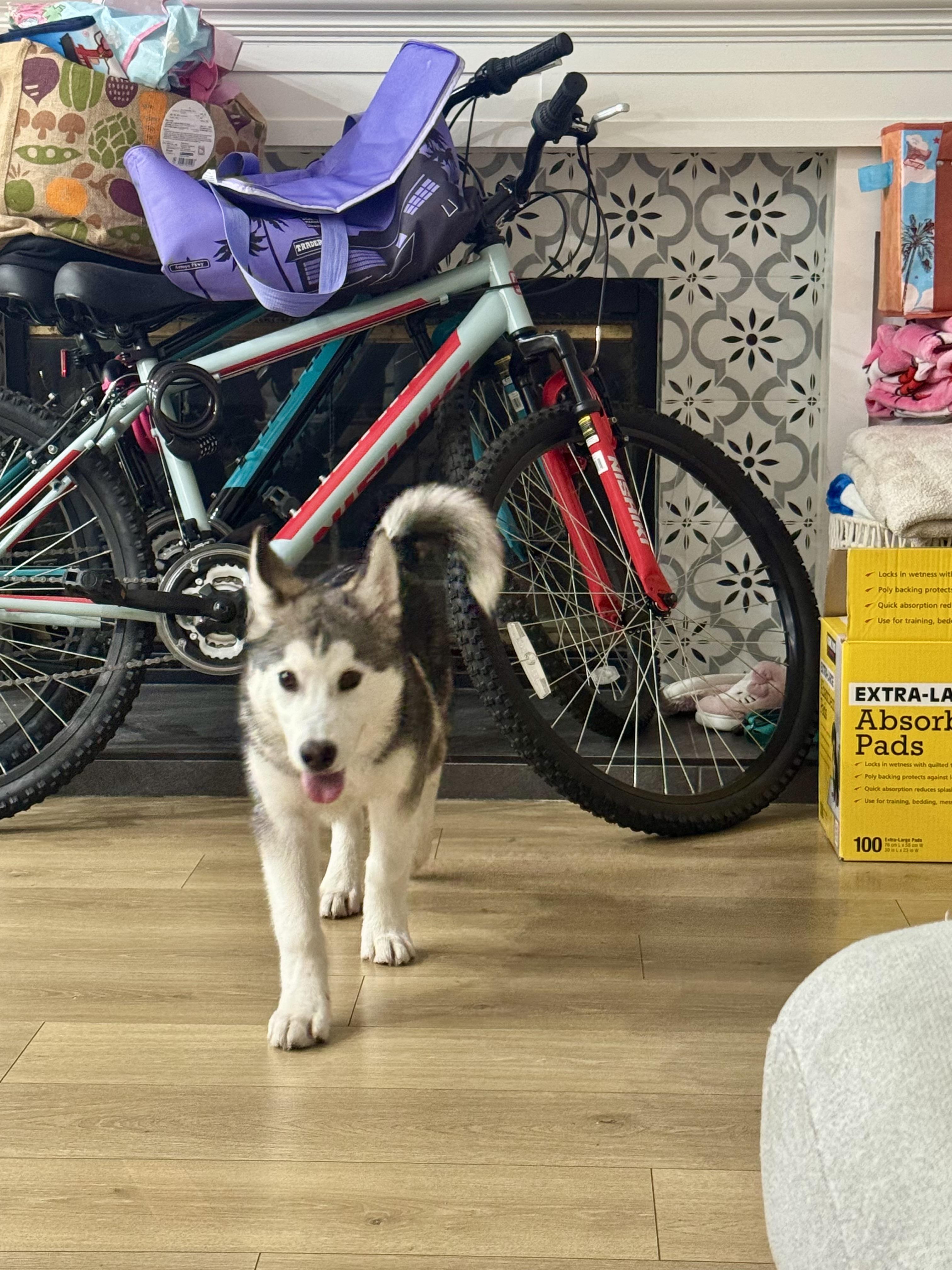 Enlarge Skittles, a Adopted Siberian Husky in South Pasadena, CA image 5/6