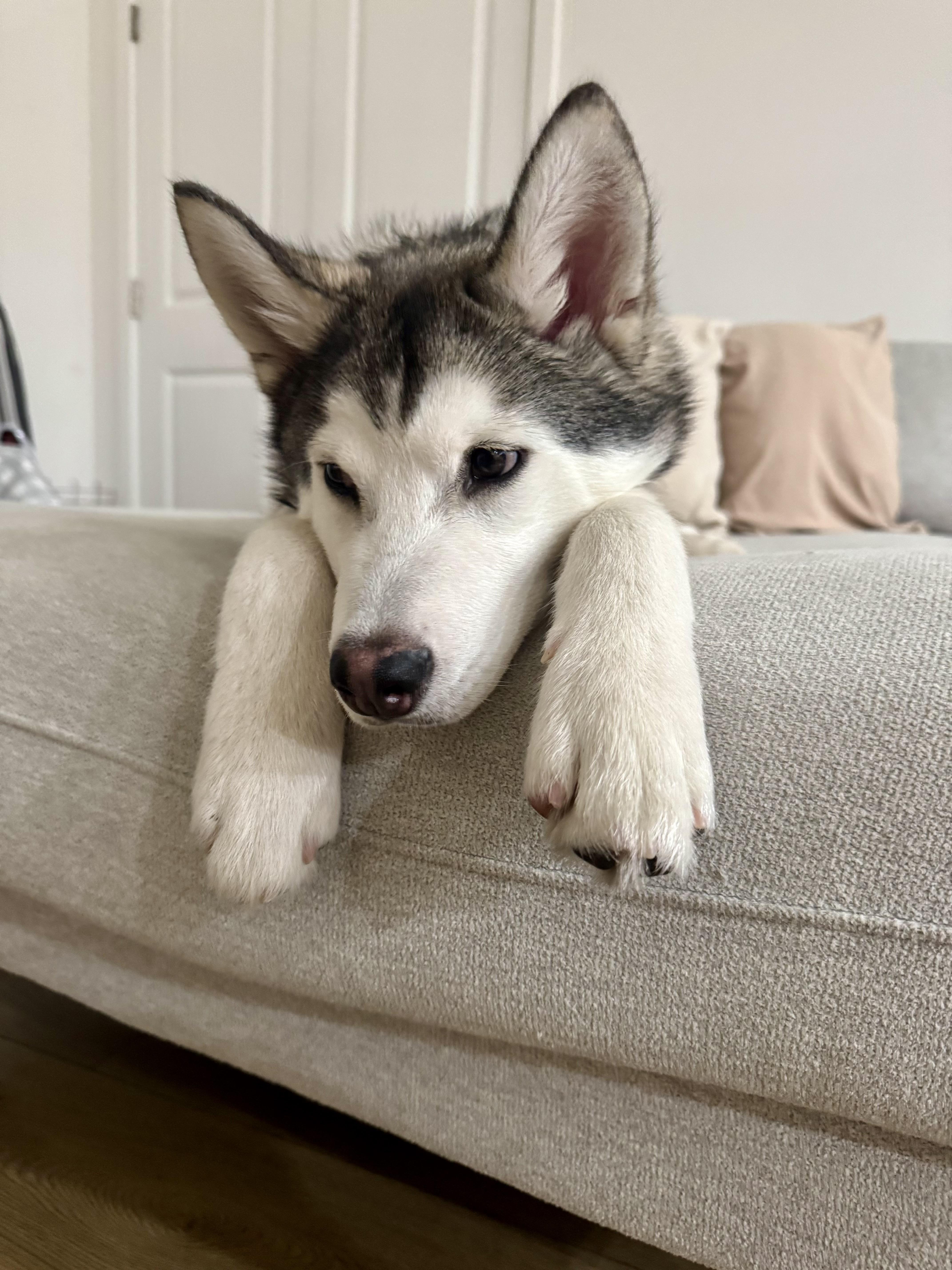 Enlarge Skittles, a Adopted Siberian Husky in South Pasadena, CA image 6/6