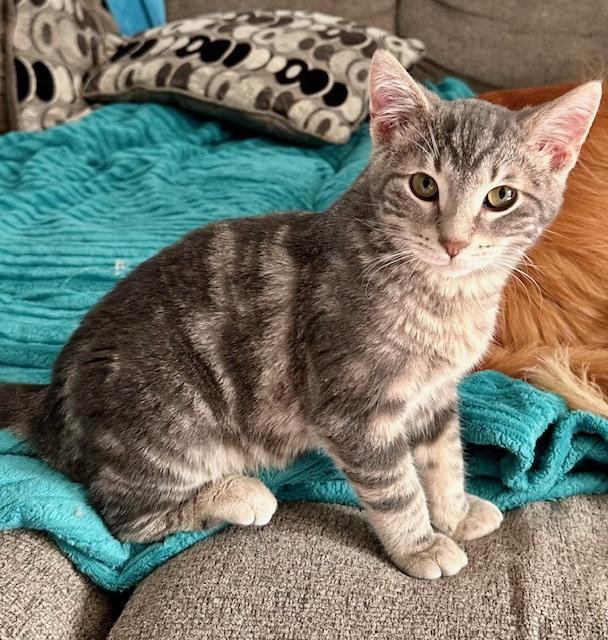 Paolo, adopted, Kitten Male Tabby & Domestic Short Hair.