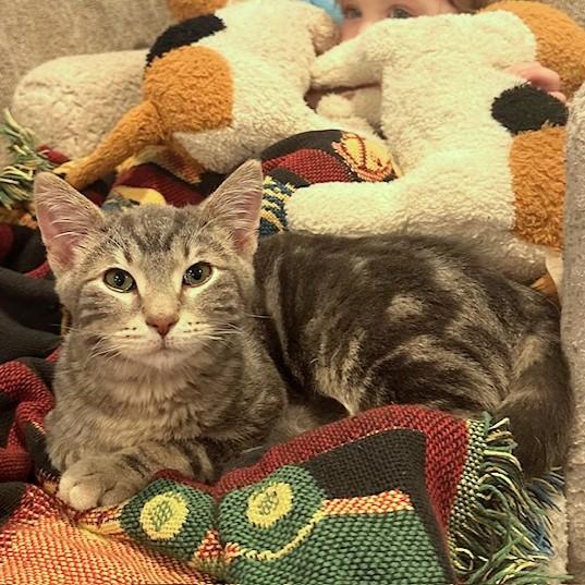 Paolo, an adopted mixed breed in Lombard, IL image 2/6