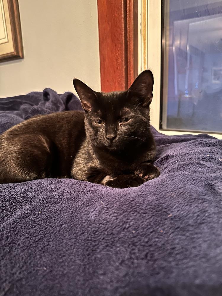 Shea, Adoptable, Kitten Female Domestic Short Hair.