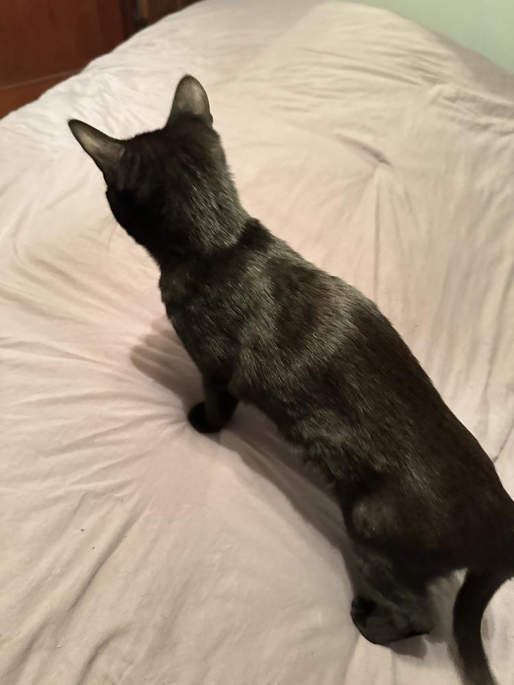 Enlarge Shea, a Adoptable mixed breed in East Greenville, PA image 2/3