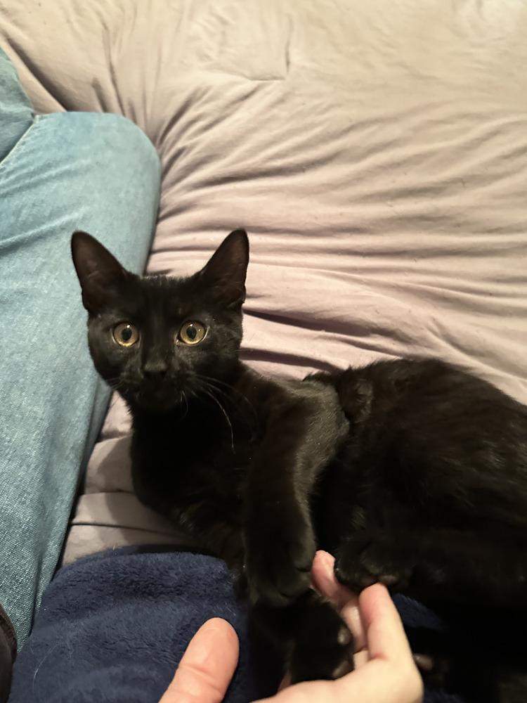 Enlarge Shea, a Adoptable mixed breed in East Greenville, PA image 3/3