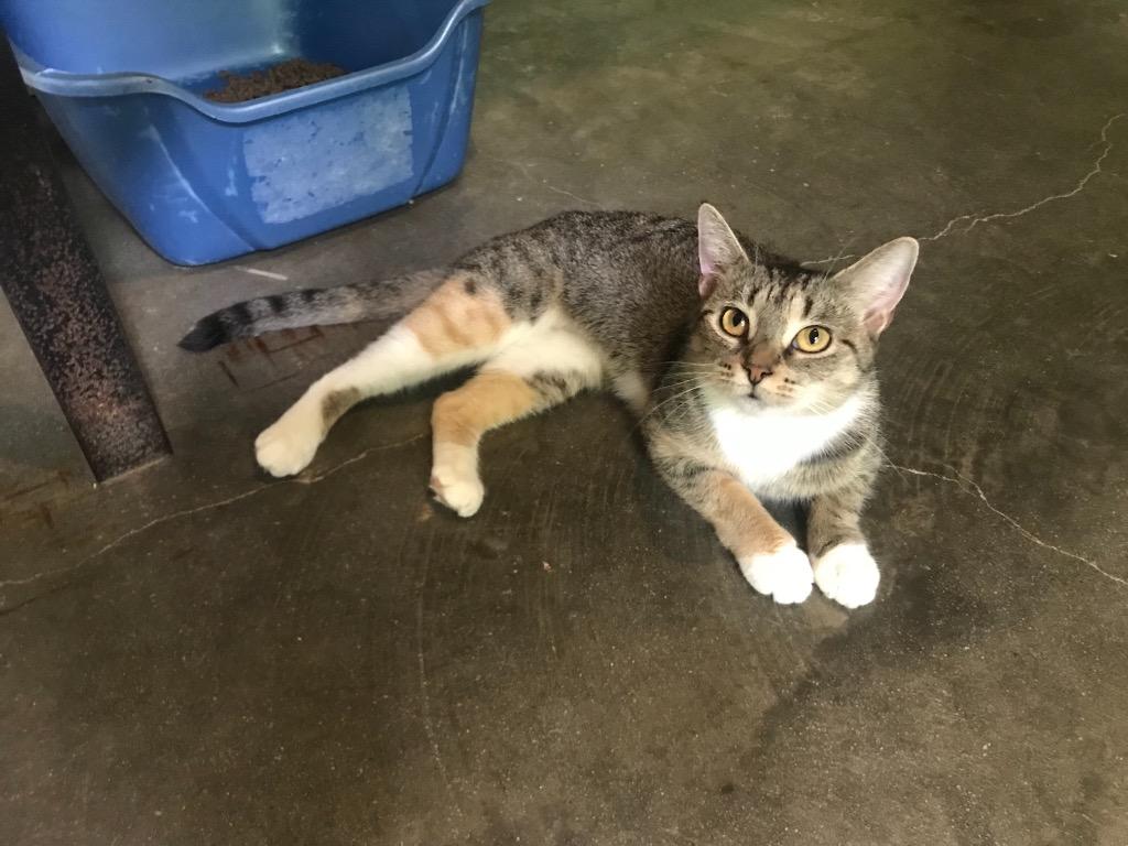 Dalia, Adoptable, Adult Female Domestic Short Hair.