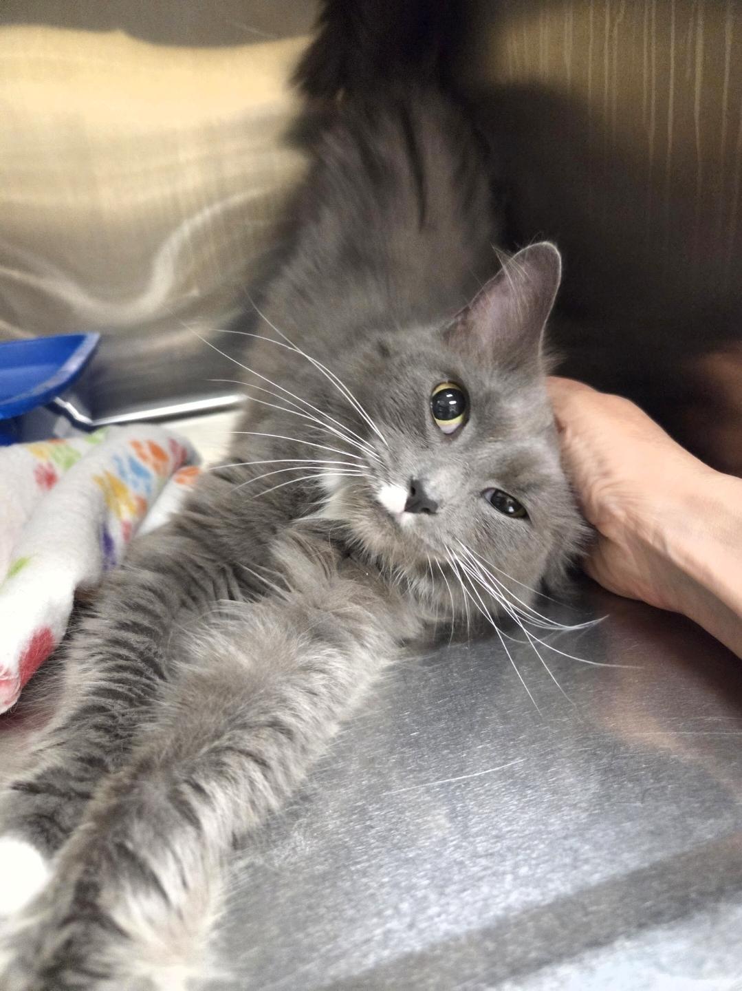 Mittens, an adopted Domestic Long Hair in Woburn, MA image 2/2