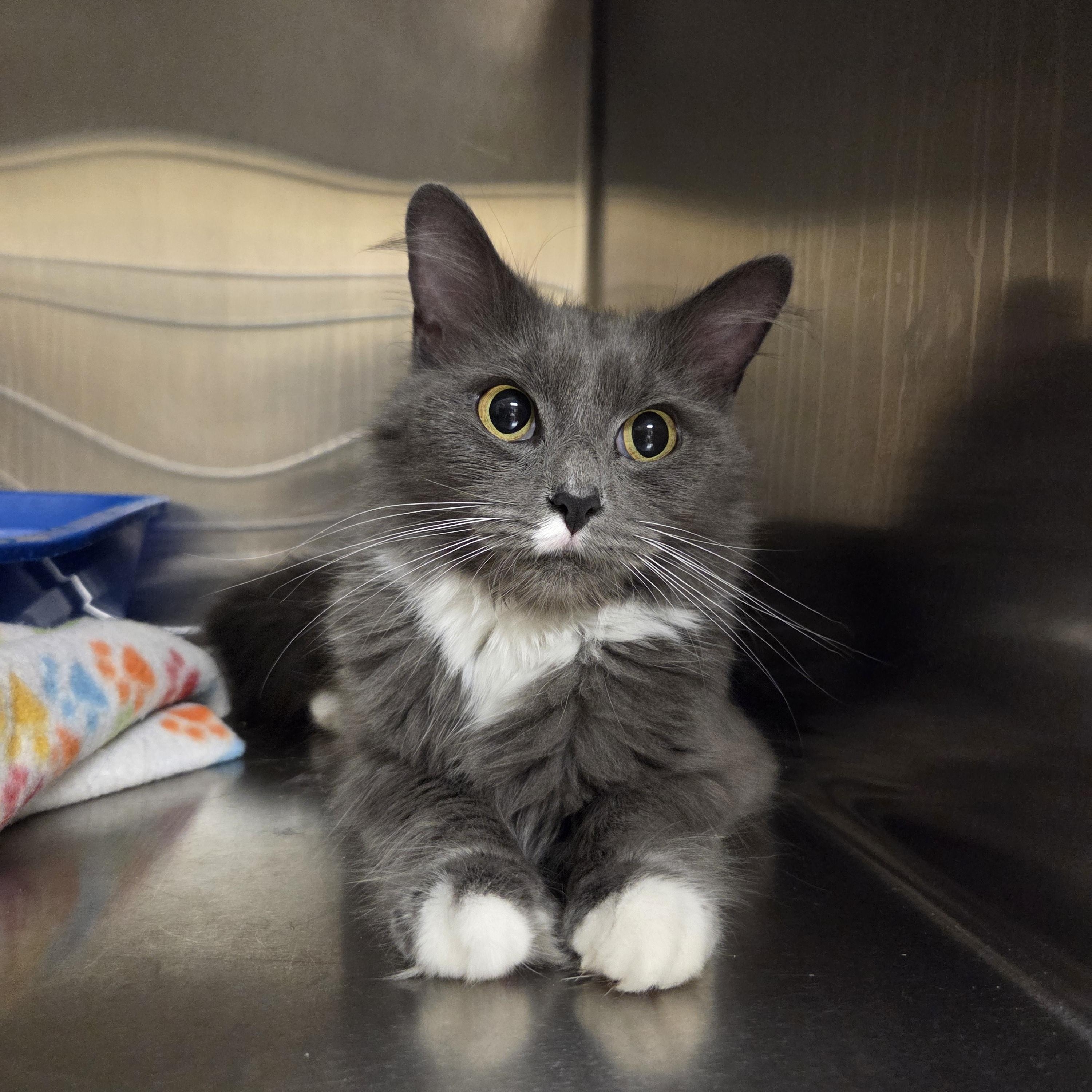 Mittens, an adopted Domestic Long Hair in Woburn, MA image 1/2