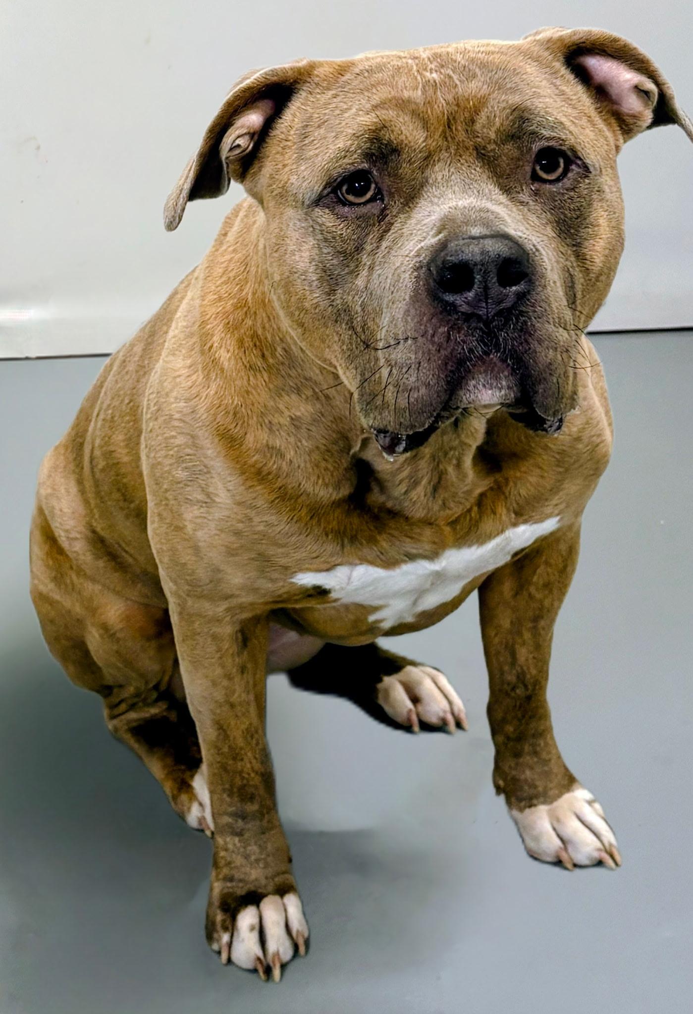 Enlarge Mila, an adopted American Bully in Aurora, NE image 3/3