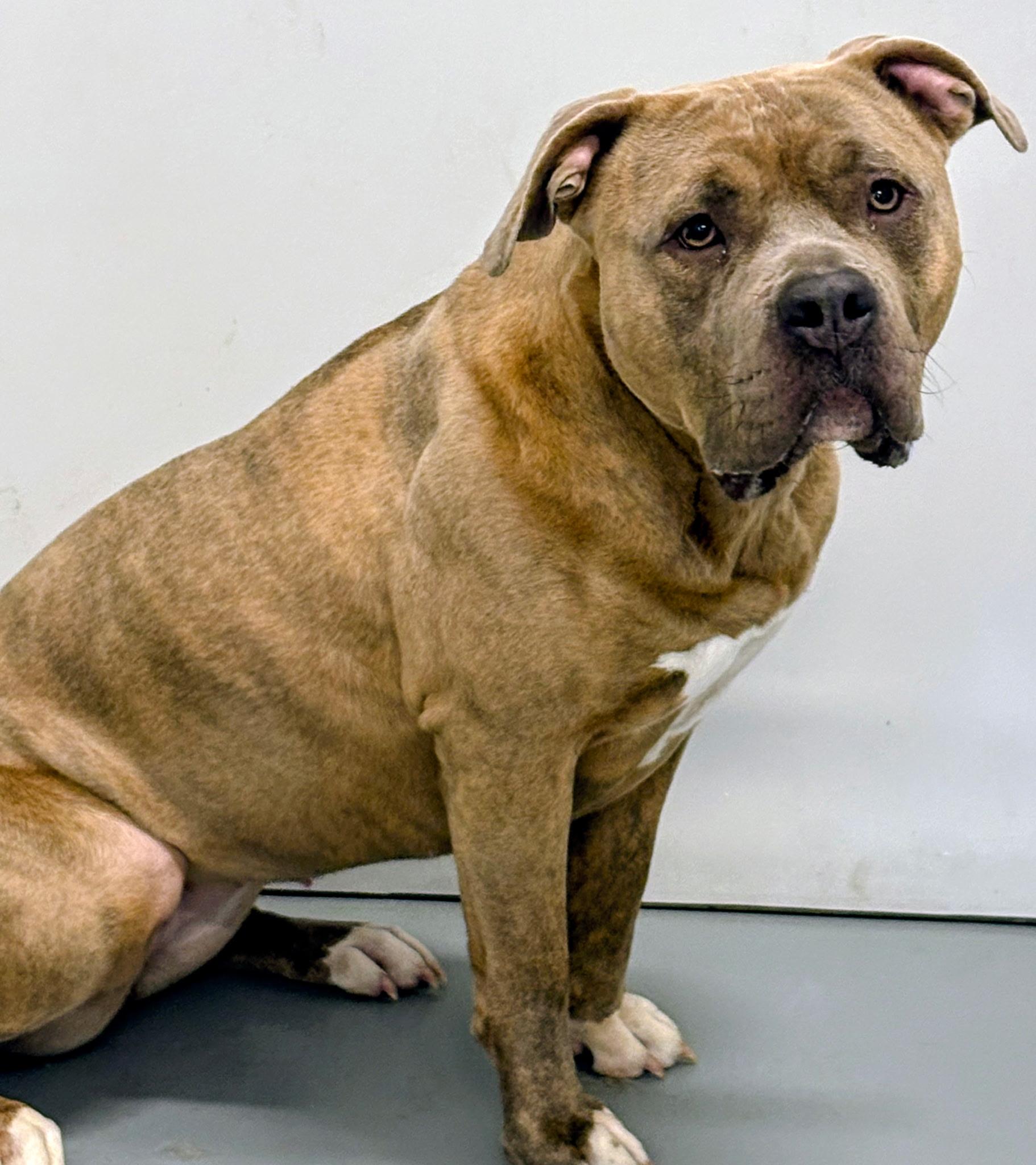 Enlarge Mila, an adopted American Bully in Aurora, NE image 1/3