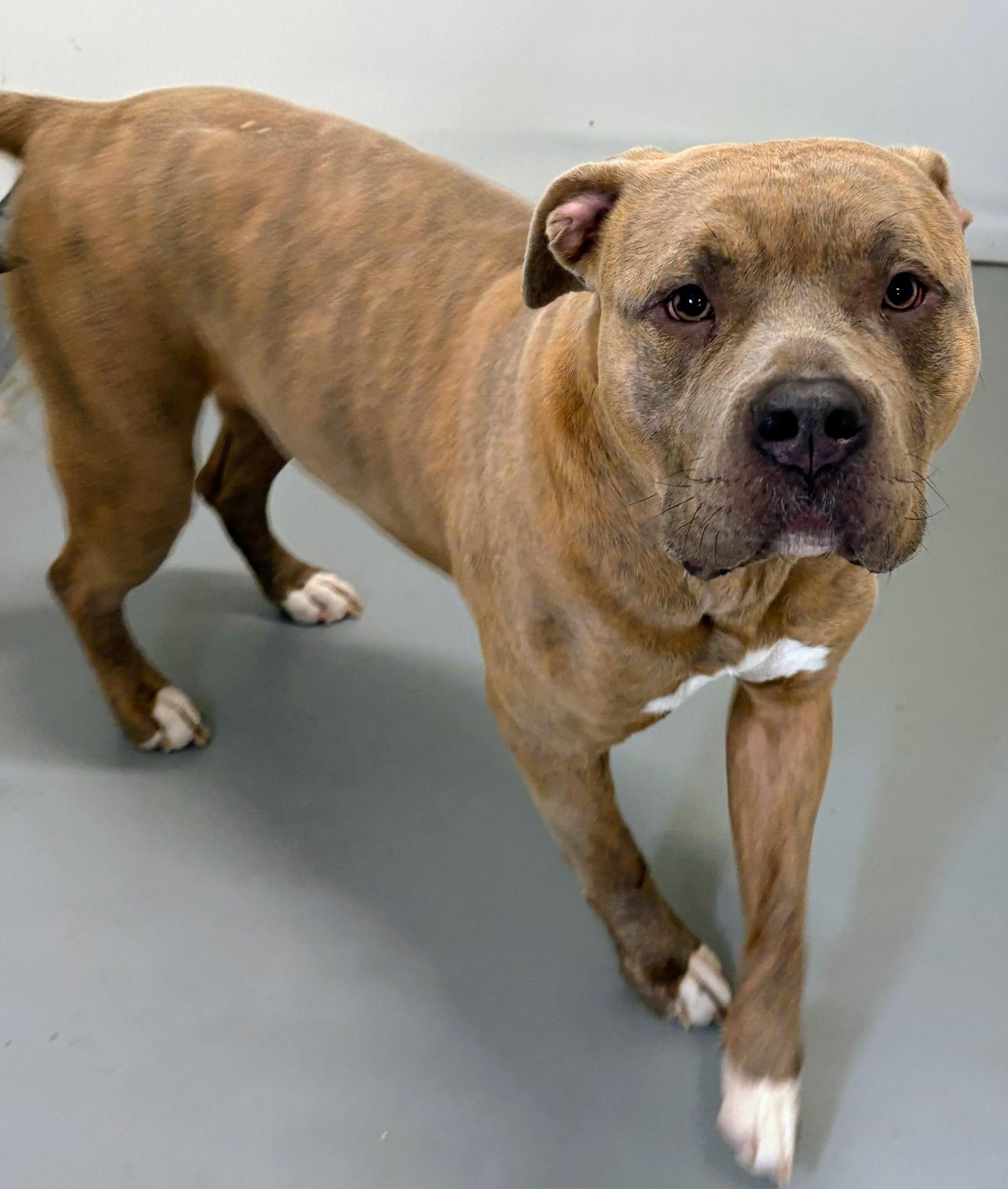 Enlarge Mila, an adopted American Bully in Aurora, NE image 2/3