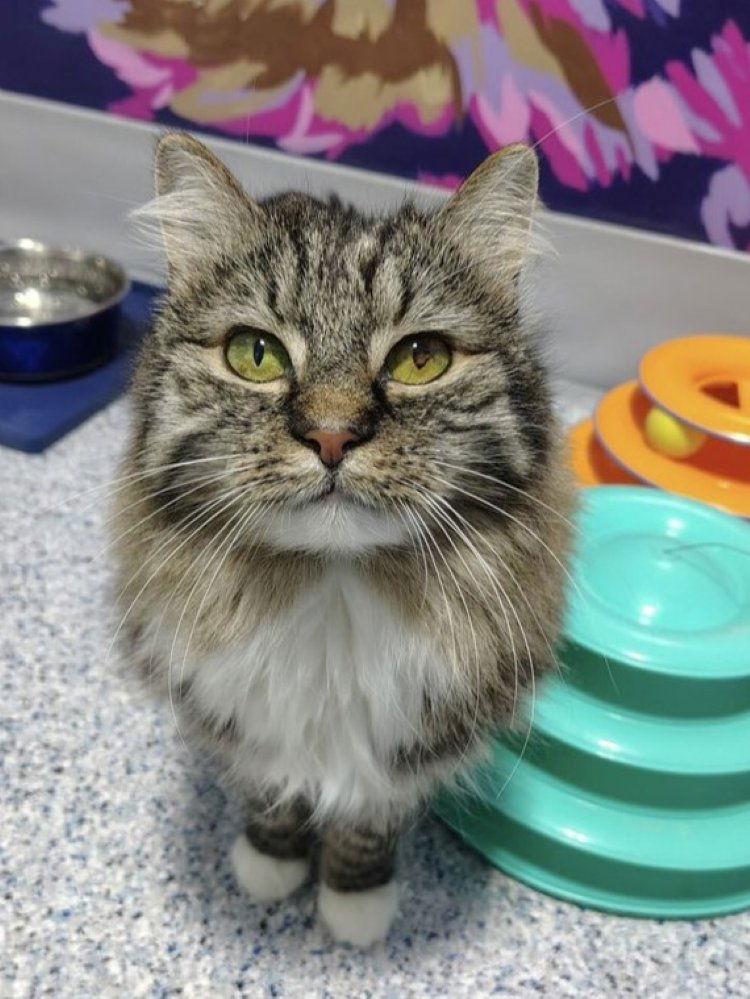 Enlarge Emmett, a Adoptable Domestic Long Hair in Colorado Springs, CO image 1/3