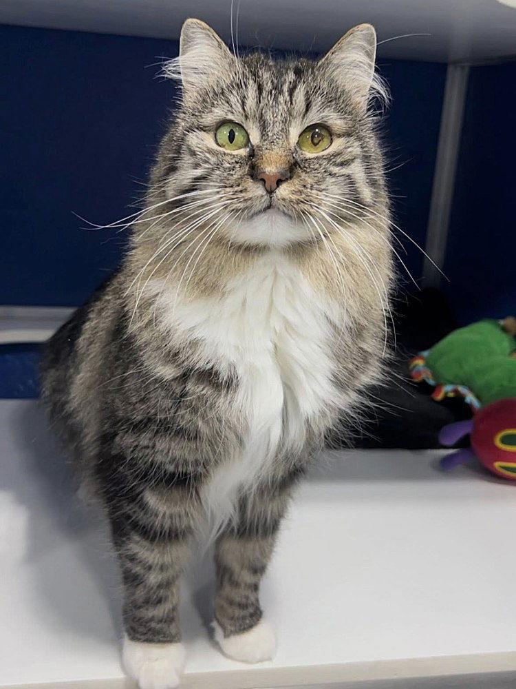 Enlarge Emmett, a Adoptable Domestic Long Hair in Colorado Springs, CO image 2/3