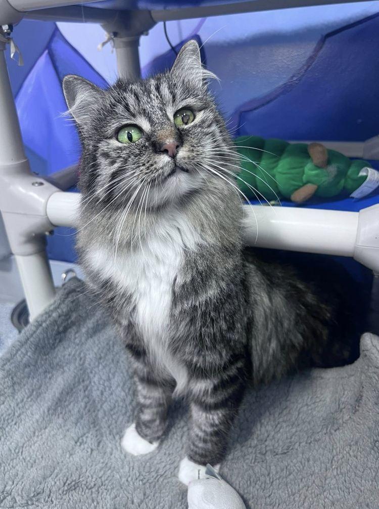 Enlarge Emmett, a Adoptable Domestic Long Hair in Colorado Springs, CO image 3/3