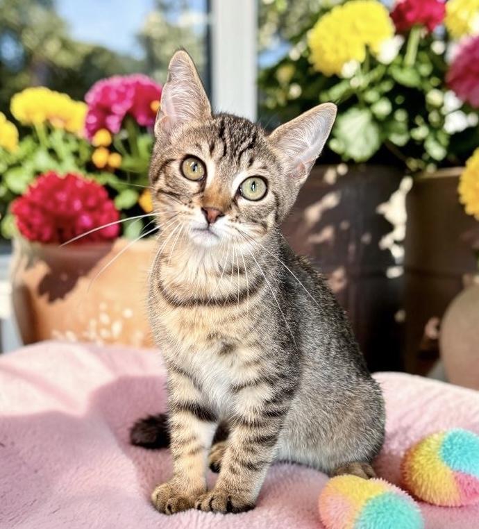 Shmoo - KITTEN, an adopted Tabby in Perry, IA image 3/4