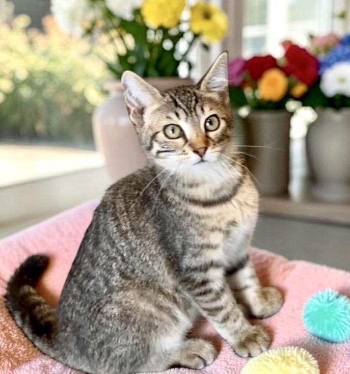 Shmoo - KITTEN, an adopted Tabby in Perry, IA image 2/4