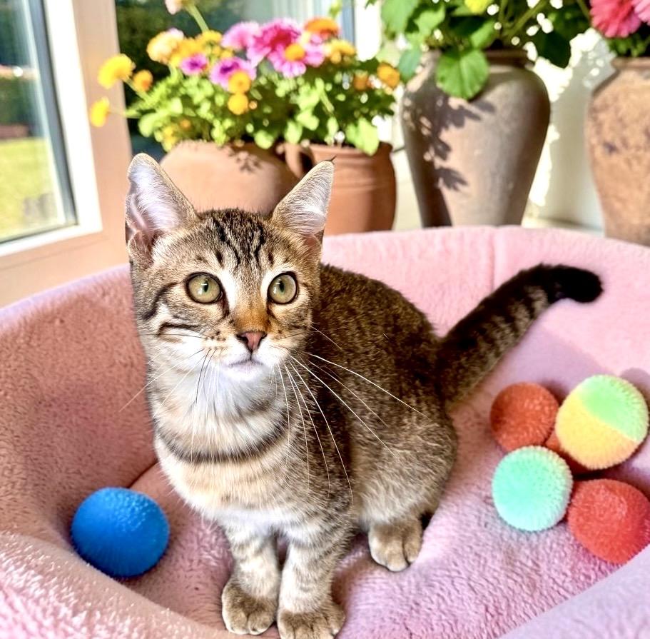 Shmoo - KITTEN, an adopted Tabby in Perry, IA image 4/4