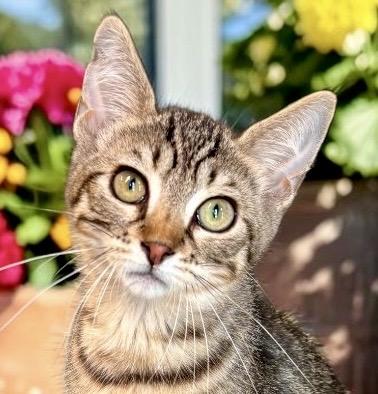 Shmoo - KITTEN, adopted, Kitten Male Tabby.