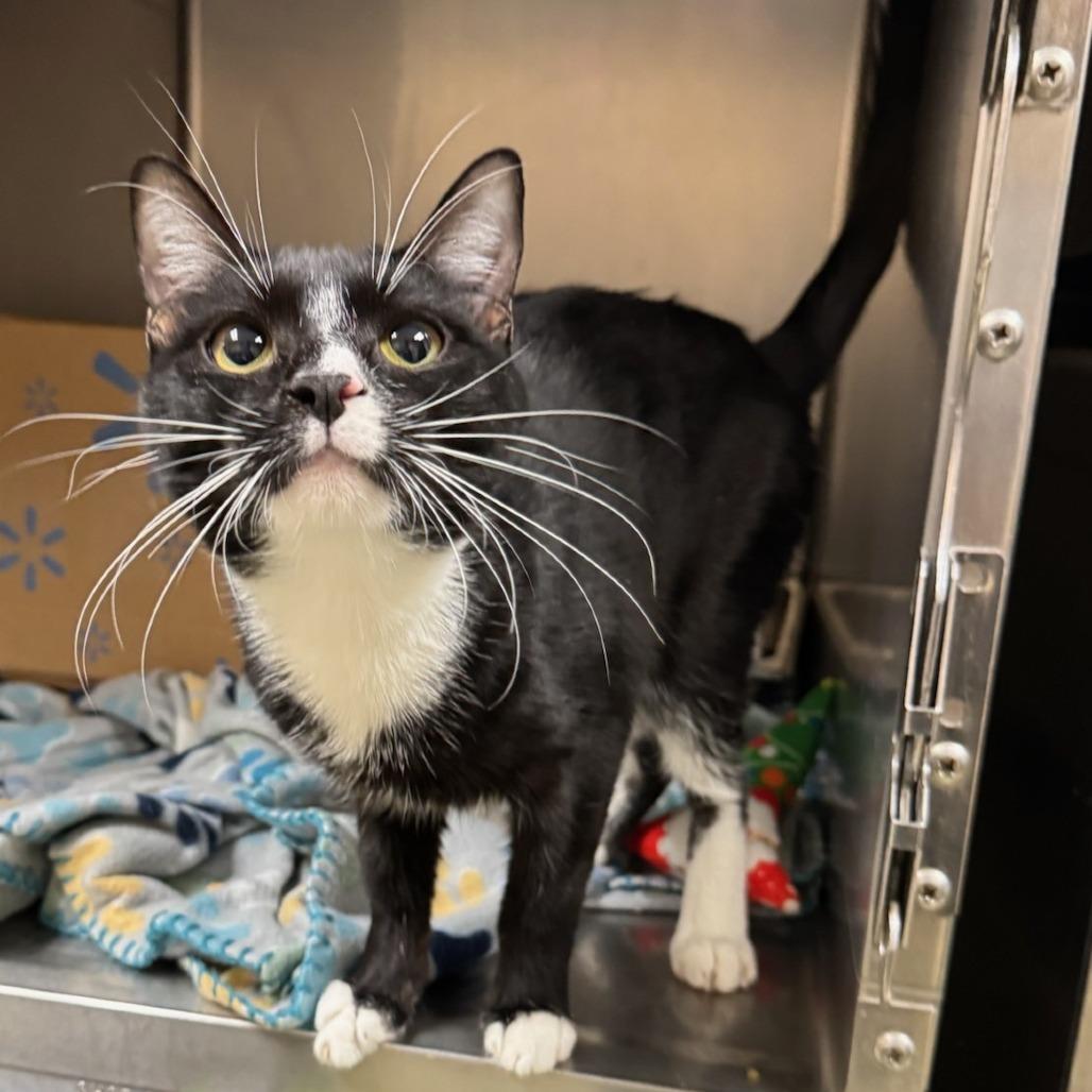 Sushi, Adoptable, Adult Male Domestic Short Hair.