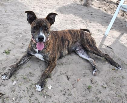 Liam, a ADOPTABLE mixed breed in Inverness, FL image 1/2