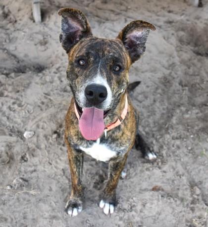 Liam, a ADOPTABLE mixed breed in Inverness, FL image 2/2
