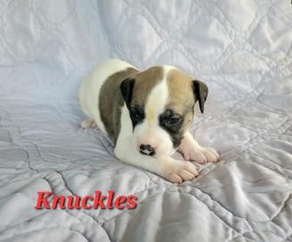 Knuckles, Adopted, Puppy Male Labrador Retriever & Rottweiler.