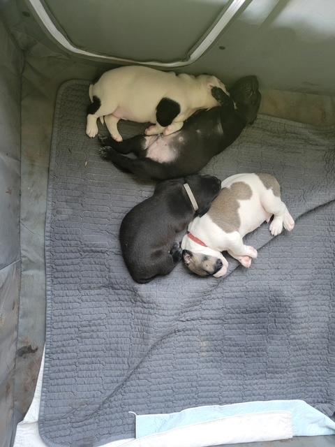 Knuckles, a Adopted mixed breed in Corsicana, TX image 3/4