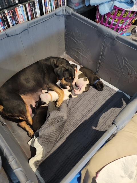 Knuckles, a Adopted mixed breed in Corsicana, TX image 4/4