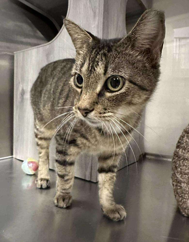 Enlarge Kalamazoo, a Adoptable Domestic Short Hair in Orlando, FL image 1/6