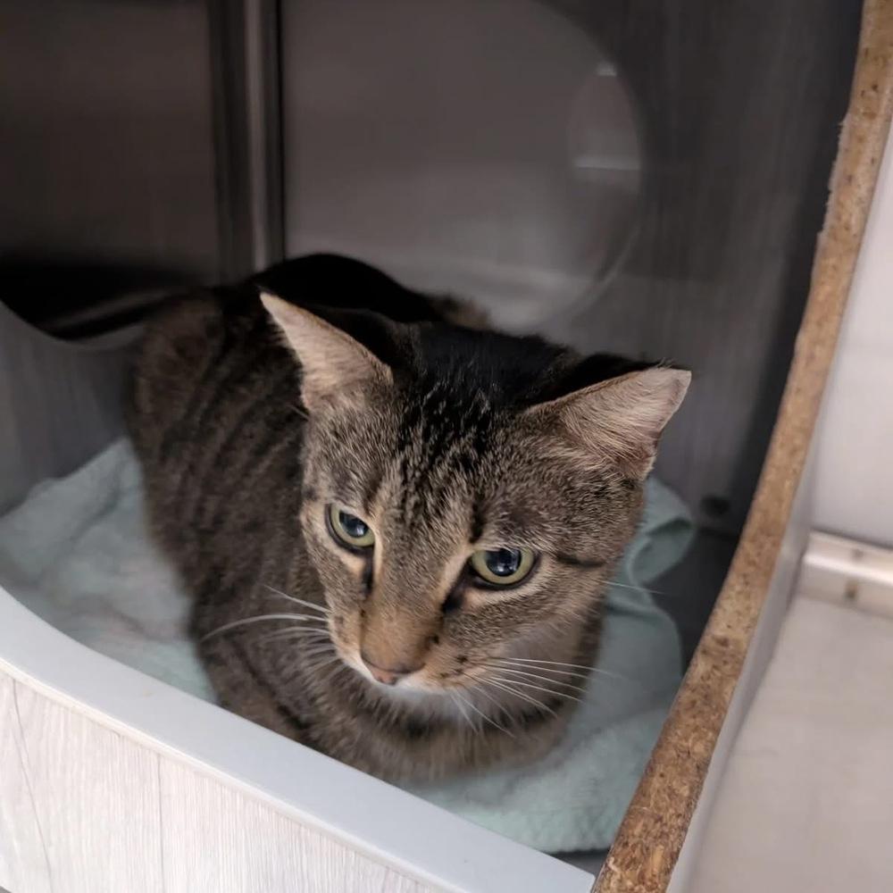 Enlarge Kalamazoo, a Adoptable Domestic Short Hair in Orlando, FL image 2/6