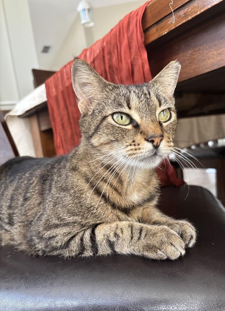 Enlarge Kalamazoo, a Adoptable Domestic Short Hair in Orlando, FL image 3/6