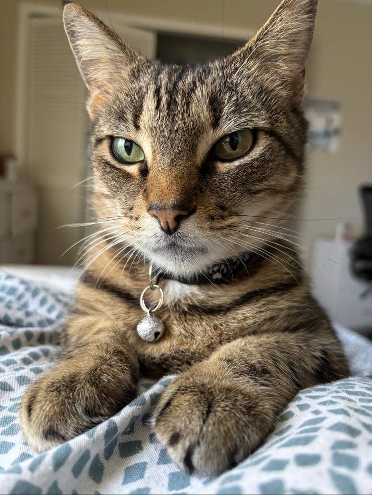 Enlarge Kalamazoo, a Adoptable Domestic Short Hair in Orlando, FL image 4/6