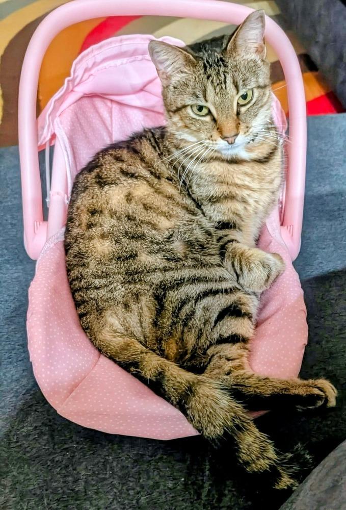 Enlarge Kalamazoo, a Adoptable Domestic Short Hair in Orlando, FL image 6/6