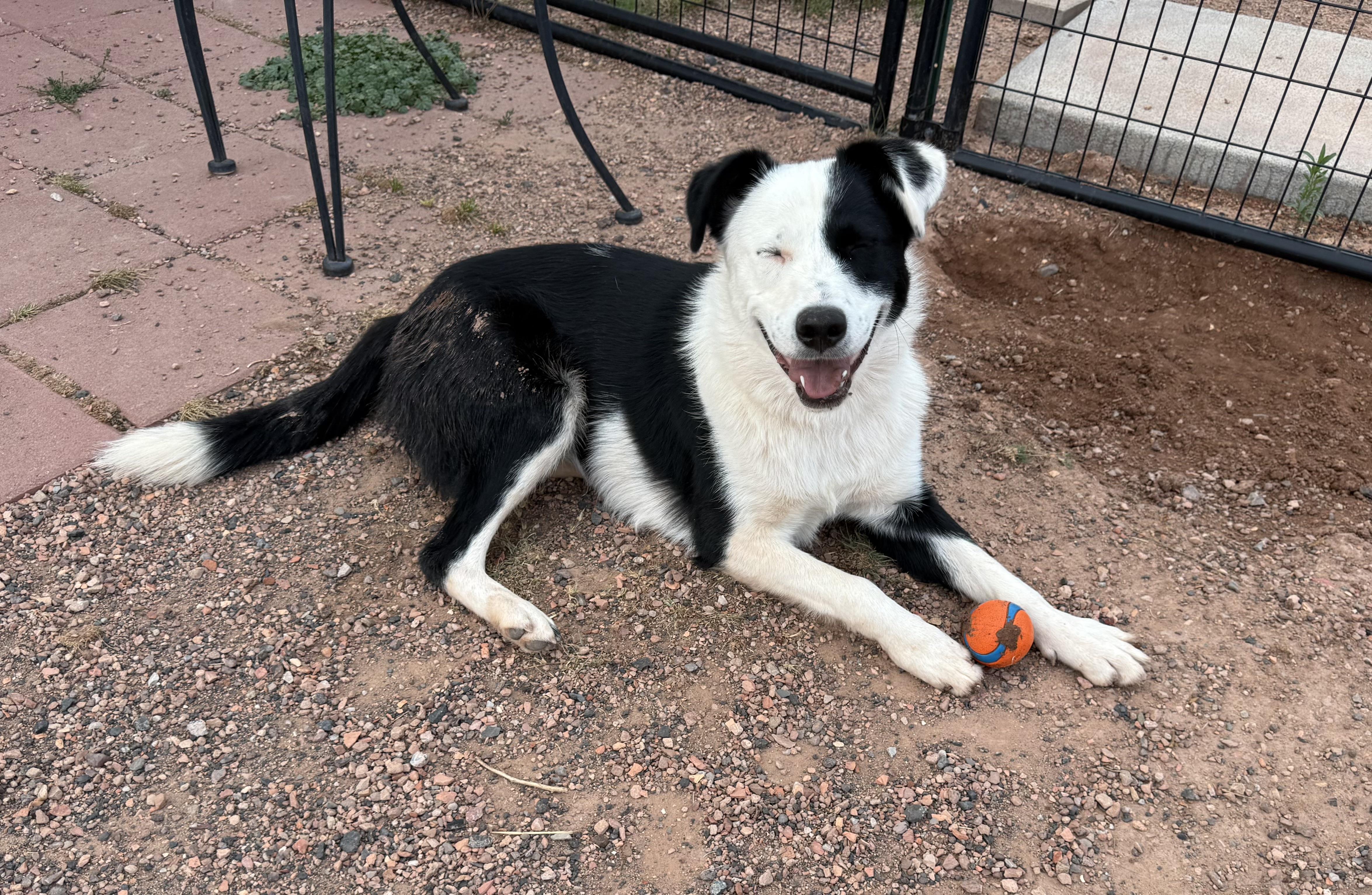 Njoki Gnocchi, an adopted mixed breed in Flagstaff, AZ image 3/5