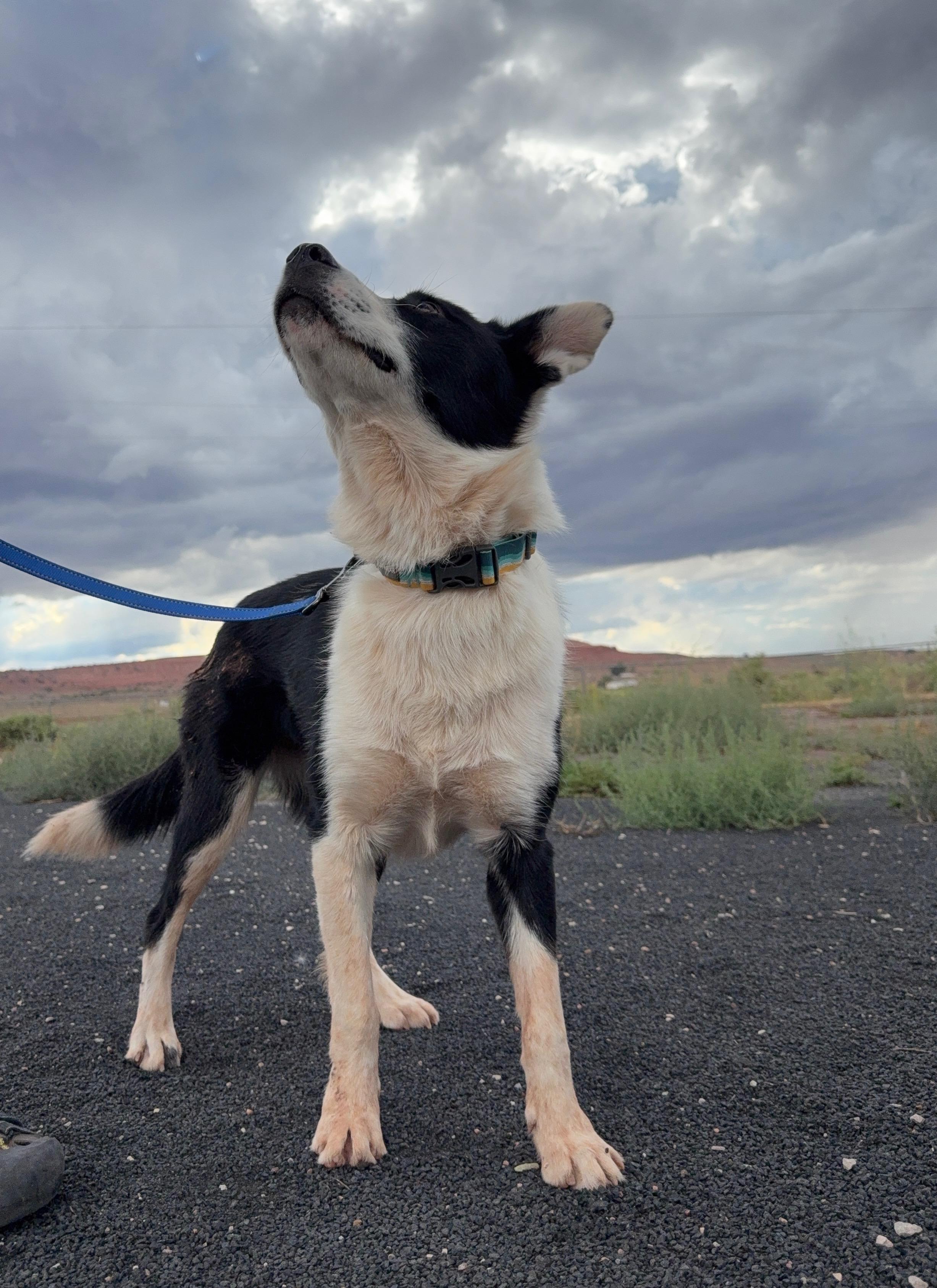 Njoki Gnocchi, an adopted mixed breed in Flagstaff, AZ image 4/5