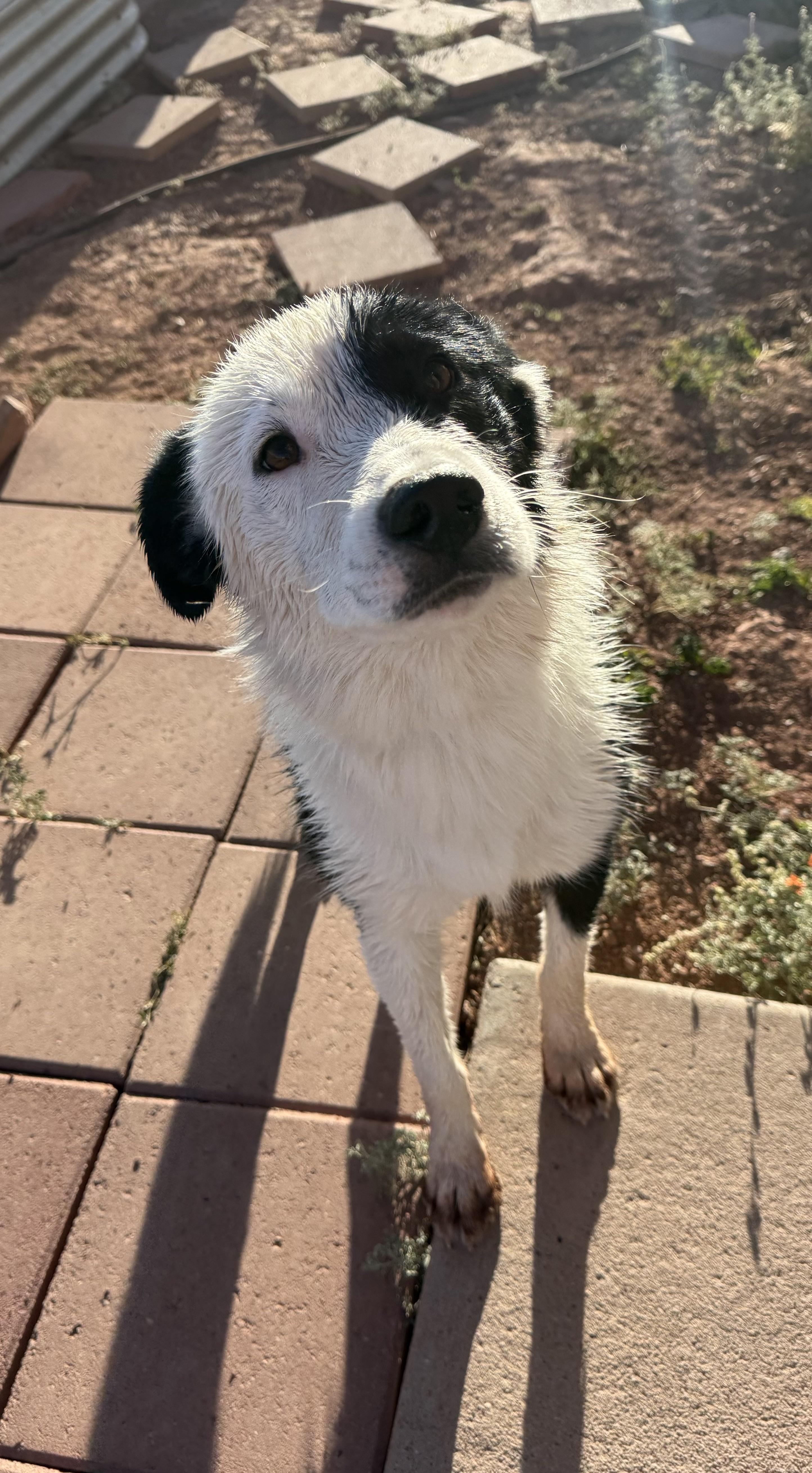 Njoki Gnocchi, adopted, Young Female Border Collie.