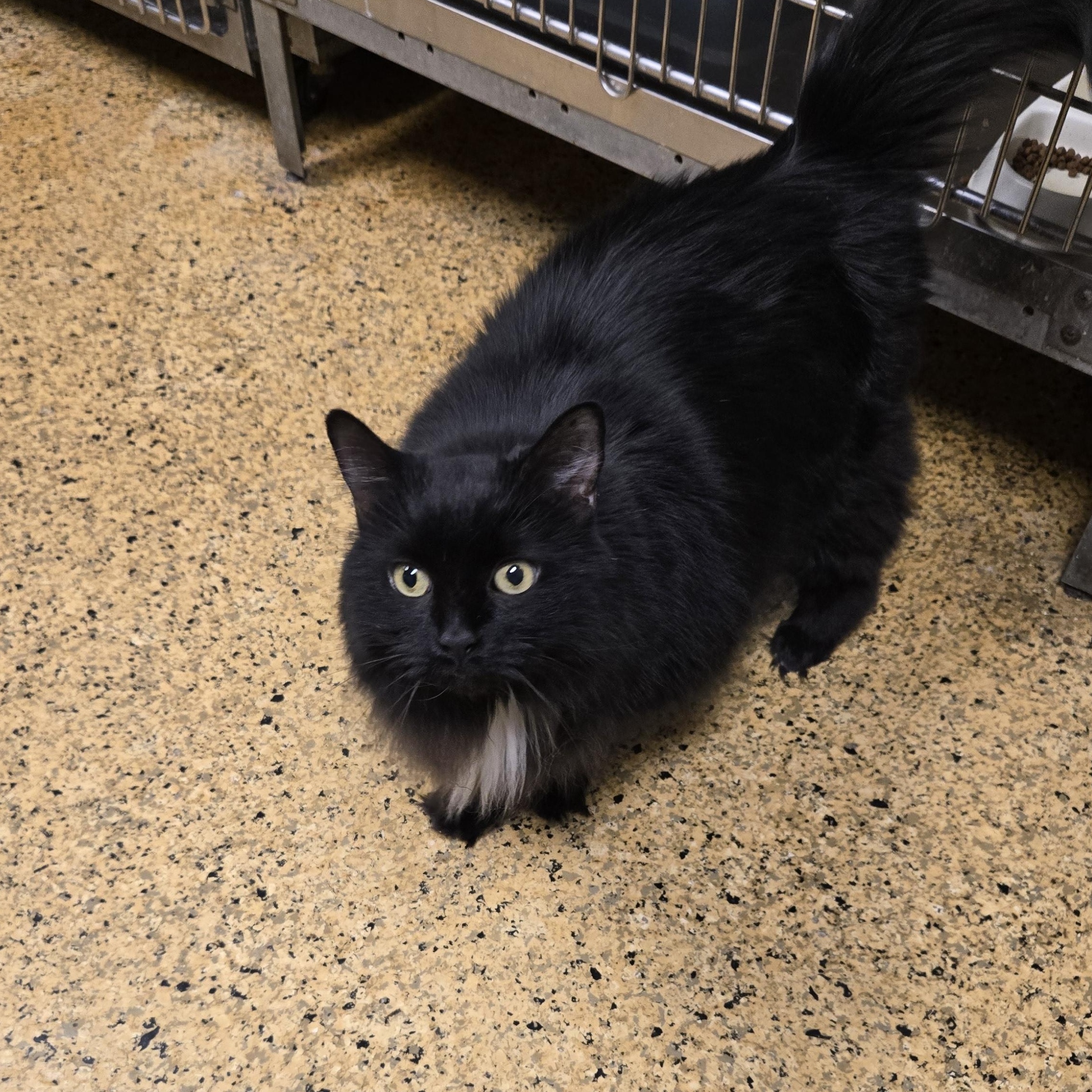 Oscar, Senior Male unknown