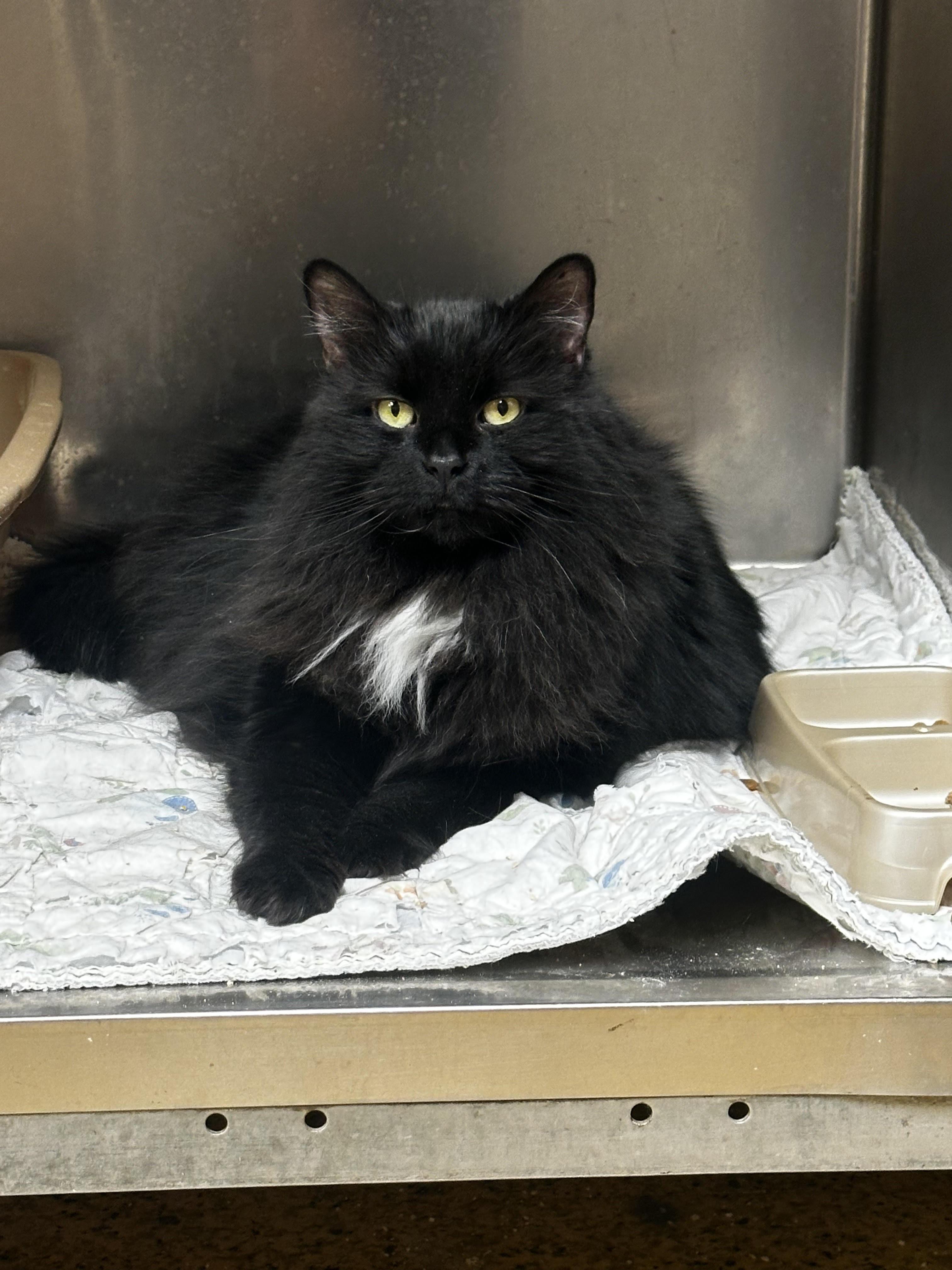 Enlarge Oscar, a Adoptable Domestic Long Hair in Toledo, OH image 1/1