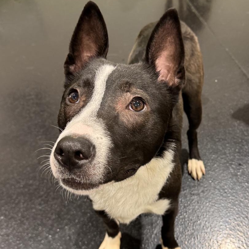 Alex, a Adoptable mixed breed in Oswego, IL image 5/6