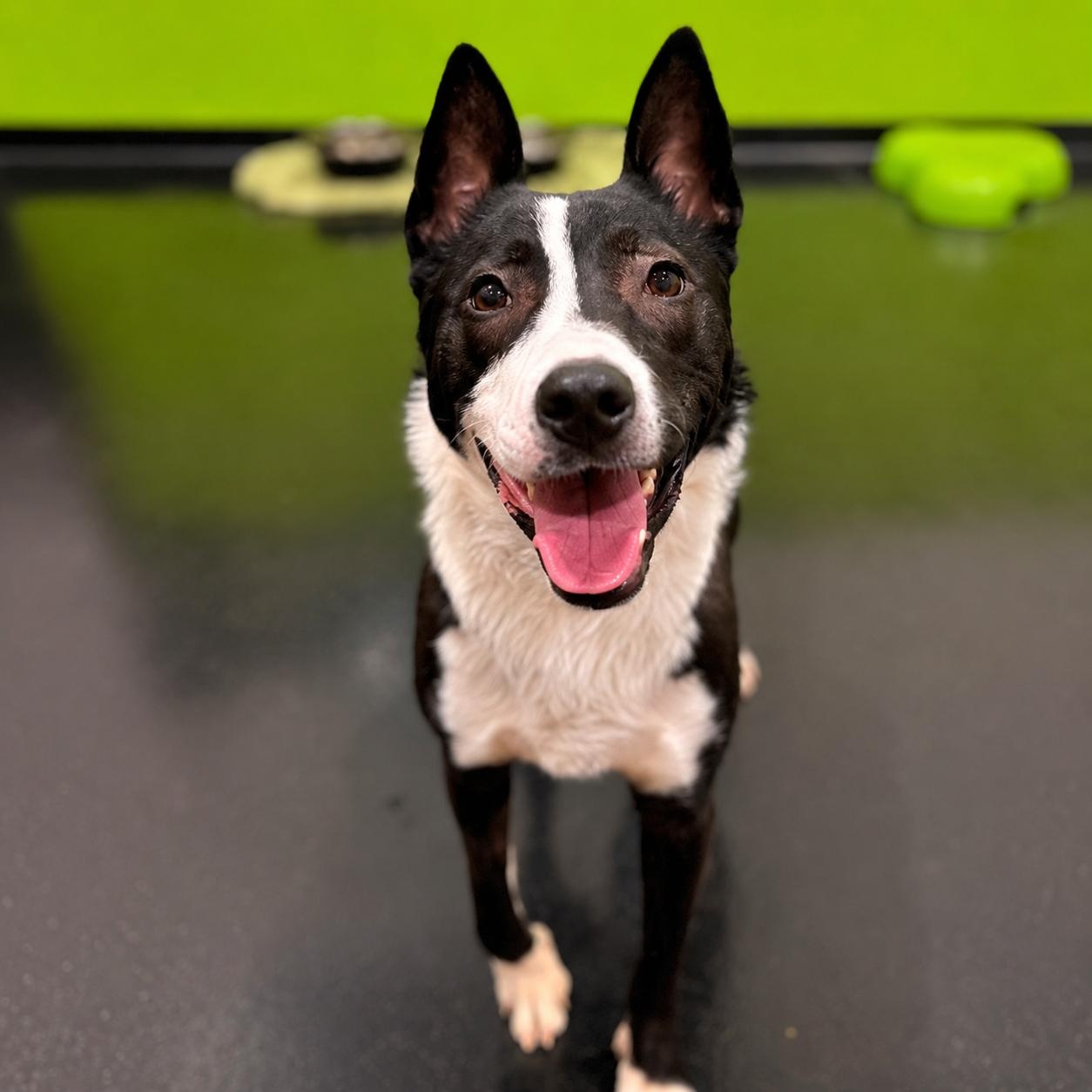 Alex, Adoptable, Young Male Husky & Staffordshire Bull Terrier.