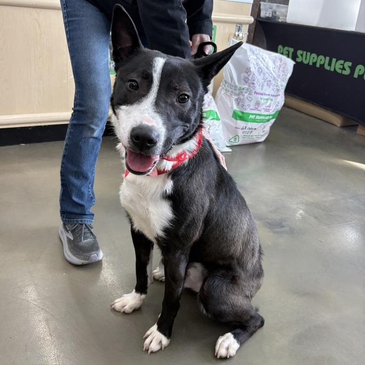 Alex, a Adoptable mixed breed in Oswego, IL image 2/6