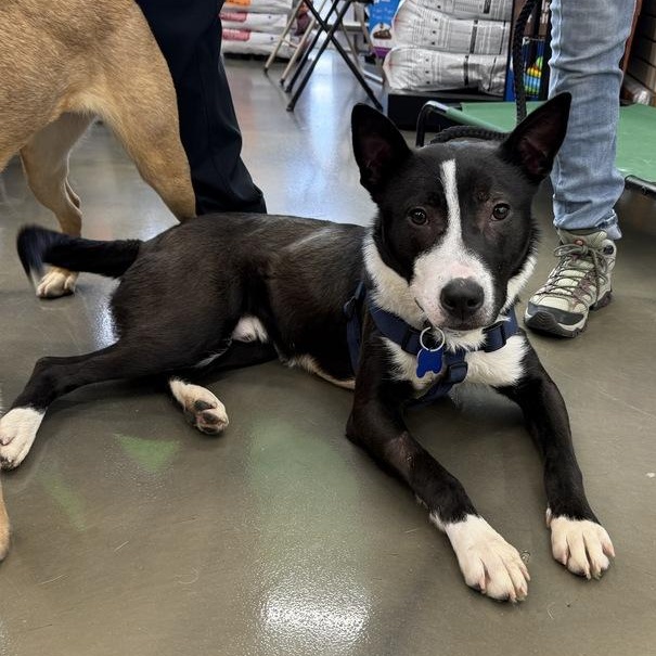 Alex, a Adoptable mixed breed in Oswego, IL image 3/6