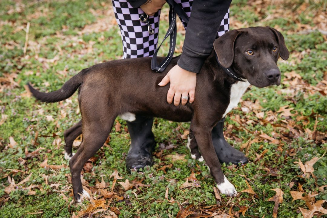 Tarzan, a Adoptable mixed breed in Harrison, AR image 1/8