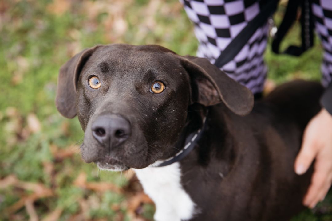 Tarzan, a Adoptable mixed breed in Harrison, AR image 2/8