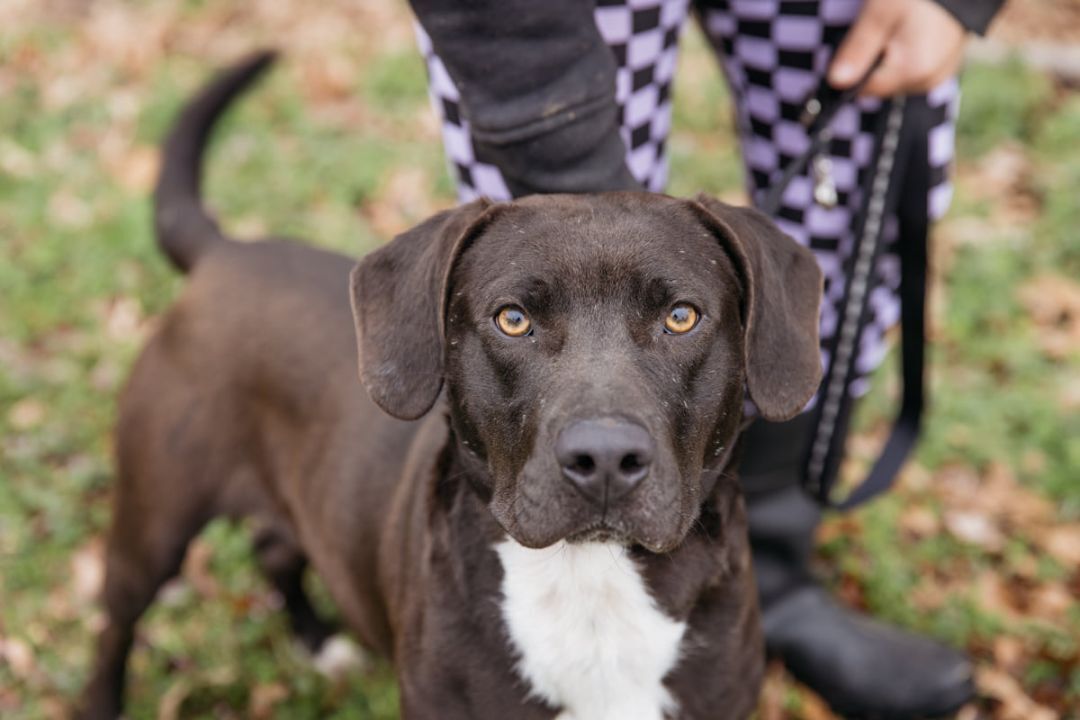 Tarzan, a Adoptable mixed breed in Harrison, AR image 3/8